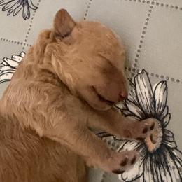 Poodle puppies from Merrily Miniature Poodles