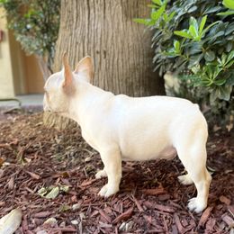 French Bulldog and Labrador Retriever Puppies from Desiree Ortiz's French Bull Dogs and Labrador Retrievers