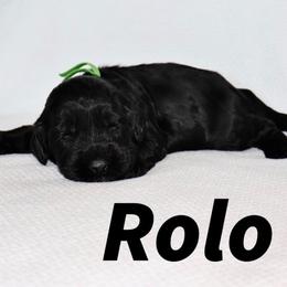 ROLO - Black male Australian Labradoodle puppy in Austin, Texas from AussieTex Labradoodles