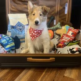Lucas - Sable and white male Collie puppy in Chilhowie, Virginia from Jolly Collies