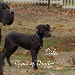 Great Dane Puppies from Danes of Dundee