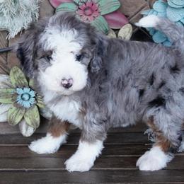 Girl 2 - Blue merle female Aussiedoodle puppy in Lawton, Oklahoma from Lindsey’s Aussies