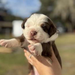 Leia - Red tri-color female Australian Shepherd puppy in Orlando, Florida from Skaky Shepherds