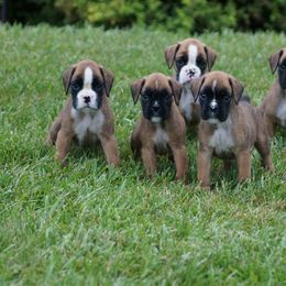 Boxer Puppies from Big Mac Boxers