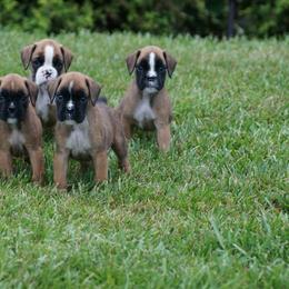 Boxer Puppies from Big Mac Boxers