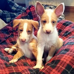 Ibizan Hound puppies from Compelling Canines