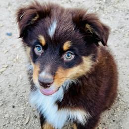 Ash - Red tri male Miniature Australian Shepherd puppy in Hempstead, Texas from Young Gun Aussies