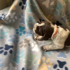 Girl 3 - Brown roan Spinone Italiano puppy in Cecil County, Maryland from Turkey Point Spinone Pups