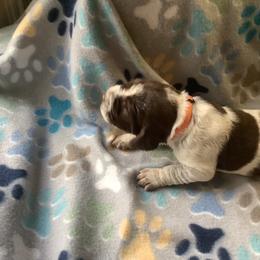 Girl 3 - Brown roan Spinone Italiano puppy in Cecil County, Maryland from Turkey Point Spinone Pups