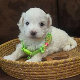 Olaf - White male Maltipoo puppy in Sahuarita, Arizona from Cowgirl's Legacy Maltipoos