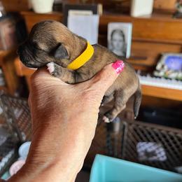 Pluto - Salt and pepper male Miniature Schnauzer puppy in Elk Grove, California from Meuser's Miniature Schnauzers