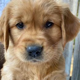 Revel - Dark golden male Golden Retriever puppy in Chico, California from Glenmac Goldens