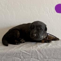 Purple - Bi-color female German Shepherd puppy in Buckeue, Arizona from Légende Vivante Du Chief Kennel