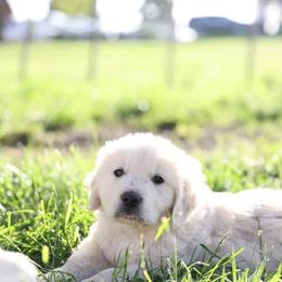 Mr green - Light golden male Golden Retriever puppy in Morrill, Kansas from Grimm Girls Farm