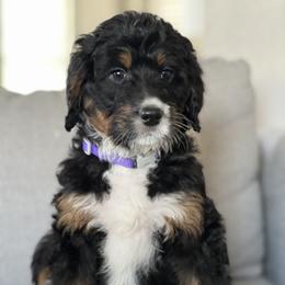 Bernedoodle and Goldendoodle Puppies from Shining Star Doodles
