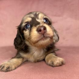 Daisy - Dapple female Dachshund puppy in Merced, California from JBDKennel