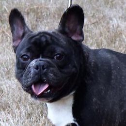 French Bulldogs from Euphoria Kennels