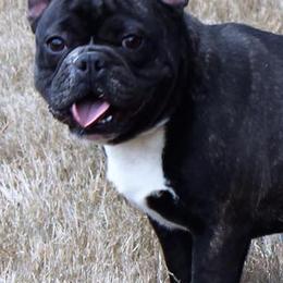 French Bulldogs from Euphoria Kennels