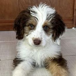 Aussiedoodles and Goldendoodles from Horton Doodle & Co