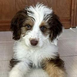 Aussiedoodles and Goldendoodles from Horton Doodle & Co