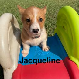 Jacqueline - Red female Pembroke Welsh Corgi puppy in Apison, Tennessee from Ashmore Corgis