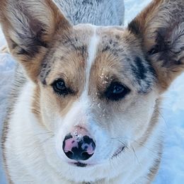 Kiss - American Corgi