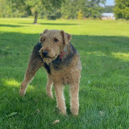Rosie - Airedale Terrier