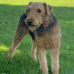 Rosie - Airedale Terrier