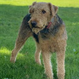 Rosie - Airedale Terrier