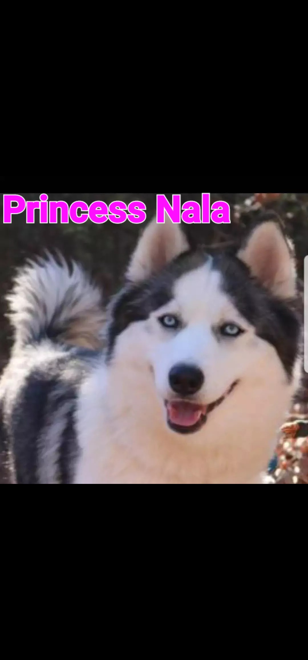 Siberian Husky Puppies from Royal Siberian AKC Huskies
