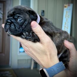 Purple (Muffin) - Brindle female French Bulldog puppy in Rochester, Washington from Frenchie Bulldog Kisses
