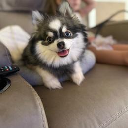 Lilo - Pomsky