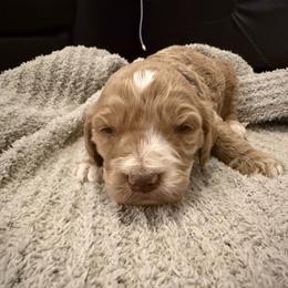 Blue - Apricot male Goldendoodle puppy in Wittenberg, Wisconsin from Cedar River Kennel