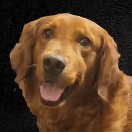 Harper - Golden Retriever