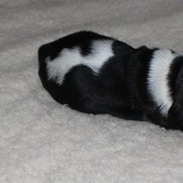 Basset Hound Puppies from Collegiate Kennels    Where Bassets go to learn.
