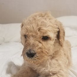 Poodle Puppies from S&L Missouri Standard Poodles LLC