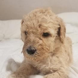Poodle Puppies from S&L Missouri Standard Poodles LLC