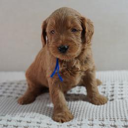 Royal - Apricot male Goldendoodle puppy in Galt, California from Foxi Goldendoodles