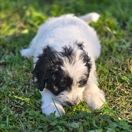 Luna - Black and white female Bernedoodle puppy in Malden, Illinois from Doting Doodles