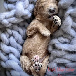 Poodle Puppies from Katie’s Standard Poodles