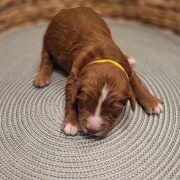 K-Yellow Girl - Red  female Goldendoodle puppy in Lewisville, Texas from Texas Goldendoodle Lovers