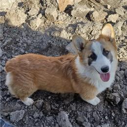Max - Pembroke Welsh Corgi