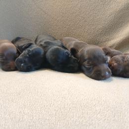 Girl 5 - Black female German Shorthaired Pointer puppy in Laporte, Minnesota from Northern Odyssey Gun Dogs