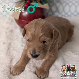 Green Boy - Apricot male Goldendoodle puppy in Rockledge, Florida from Stormie's Doodles