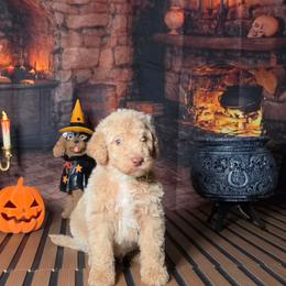 Green boy - Caramel cream male Labradoodle puppy in El Paso, Texas from My Cuddly Doodles