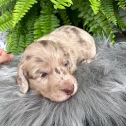 Romeo - Dapple male Dachshund puppy in Saint Peter, Illinois from Ashton’s Doxies of Southern IL