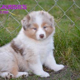 Australian Shepherd Puppies from Smooreaussies