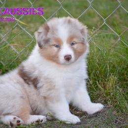Australian Shepherd Puppies from Smooreaussies