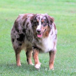 Cocoa - Australian Shepherd