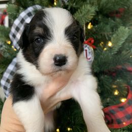 Girl 4 - Black tri-color female Australian Shepherd puppy in Quebeck, Tennessee from KC Aussies TN